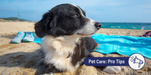 Bringing your dog to the beach: Everything pet parents need to know 