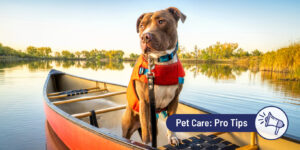 Complete guide to boat and water safety for dogs 
