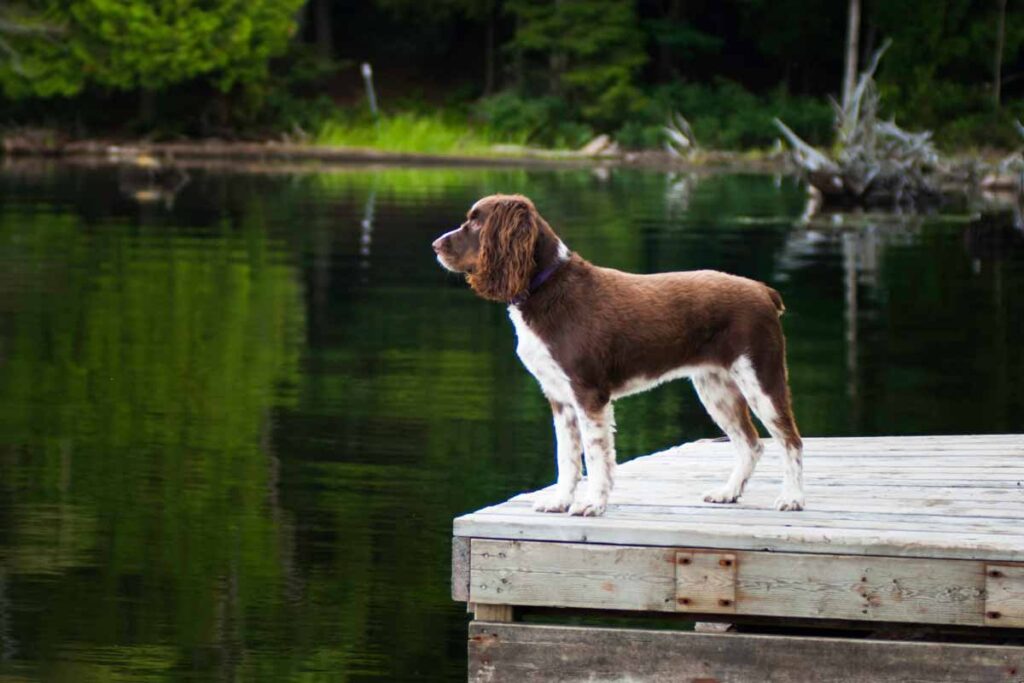 dog on a dock stares across the lake