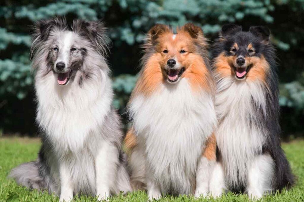 Three collies sitting in the grass with traditional coat colors and markings.