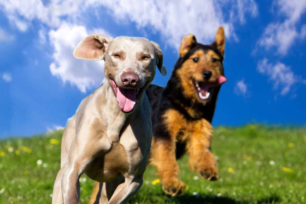 two dogs smiling with their tongues out while they run through a field