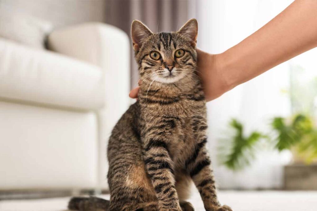 Cat with stripes and wide eyes sitting down being pet