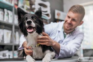 Basic veterinary care for your dog