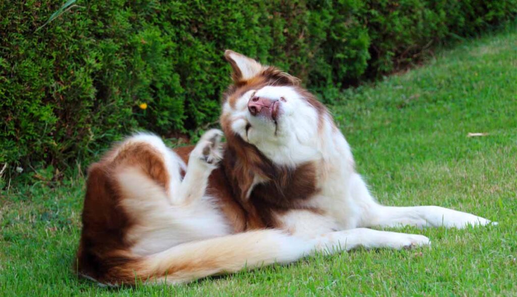 brown husky scratching his ear