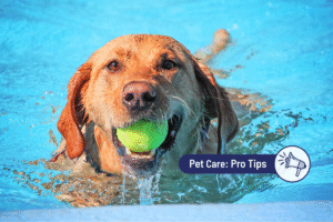 Can All Dogs Swim? 