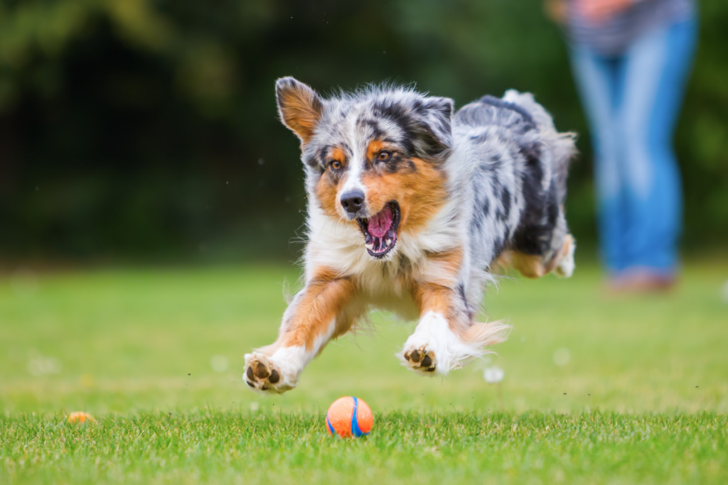 Australian shepherd chasing a squeaky ball toy in a field of grass