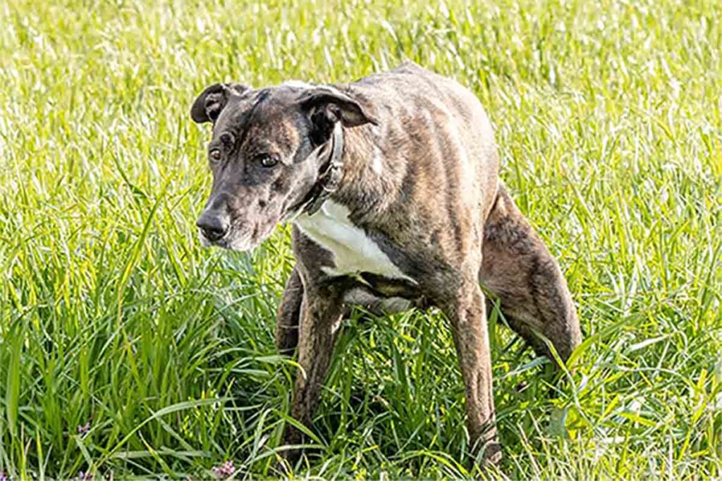 Constipated dog trying to poop in grass