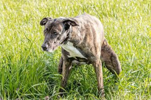 Constipation in dogs: Causes and treatment 