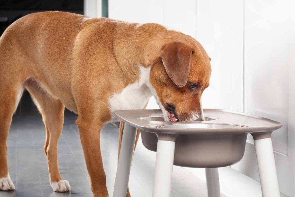 dog eating dinner from a bowl