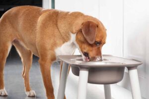 A guide to understanding dog nutrition