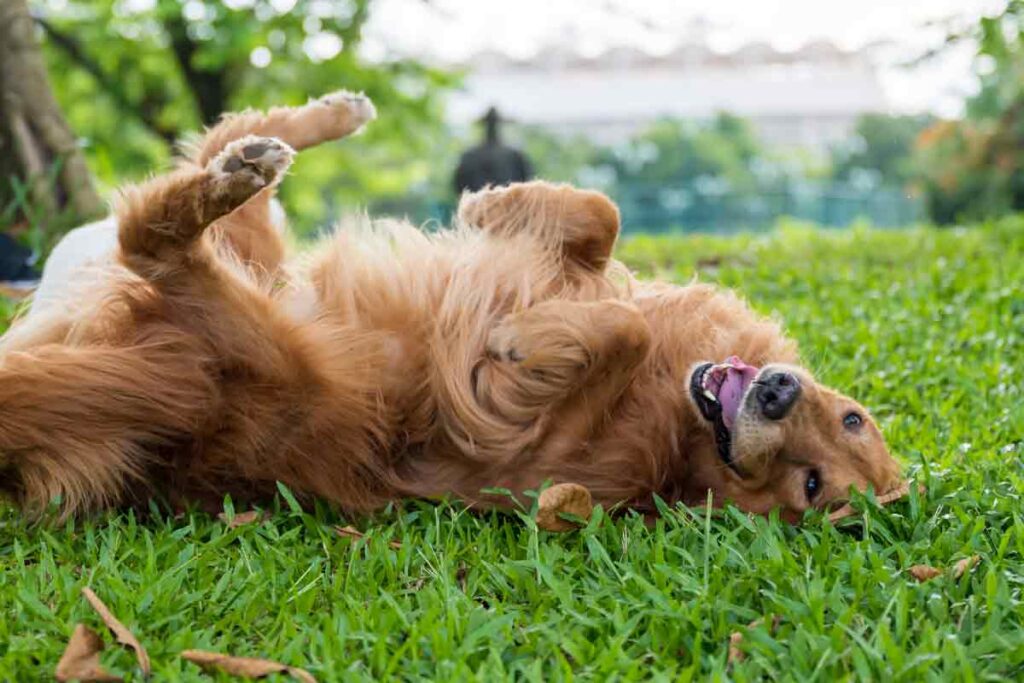 Golden retriever dog rolling in grass