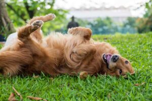 Why do dogs roll in stinky things? 