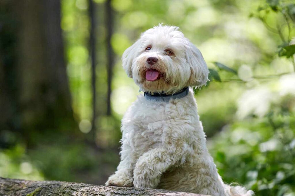 Havanese dog with their tongue out