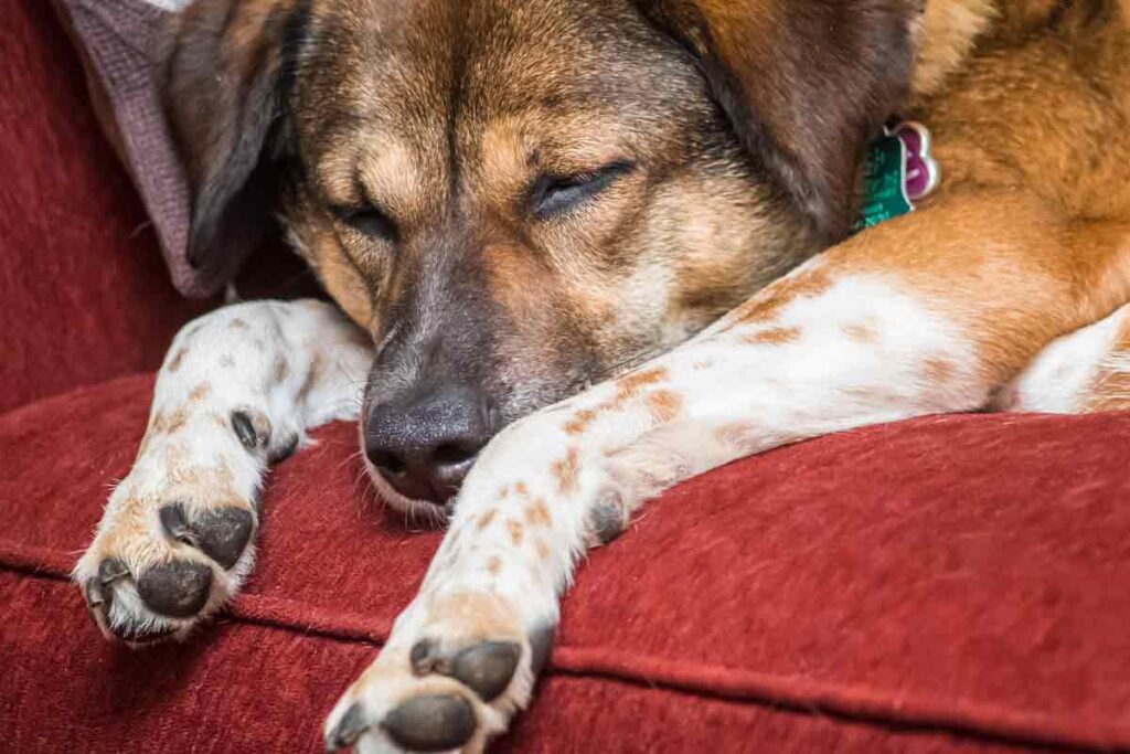 Older pet dog laying down on a red couch