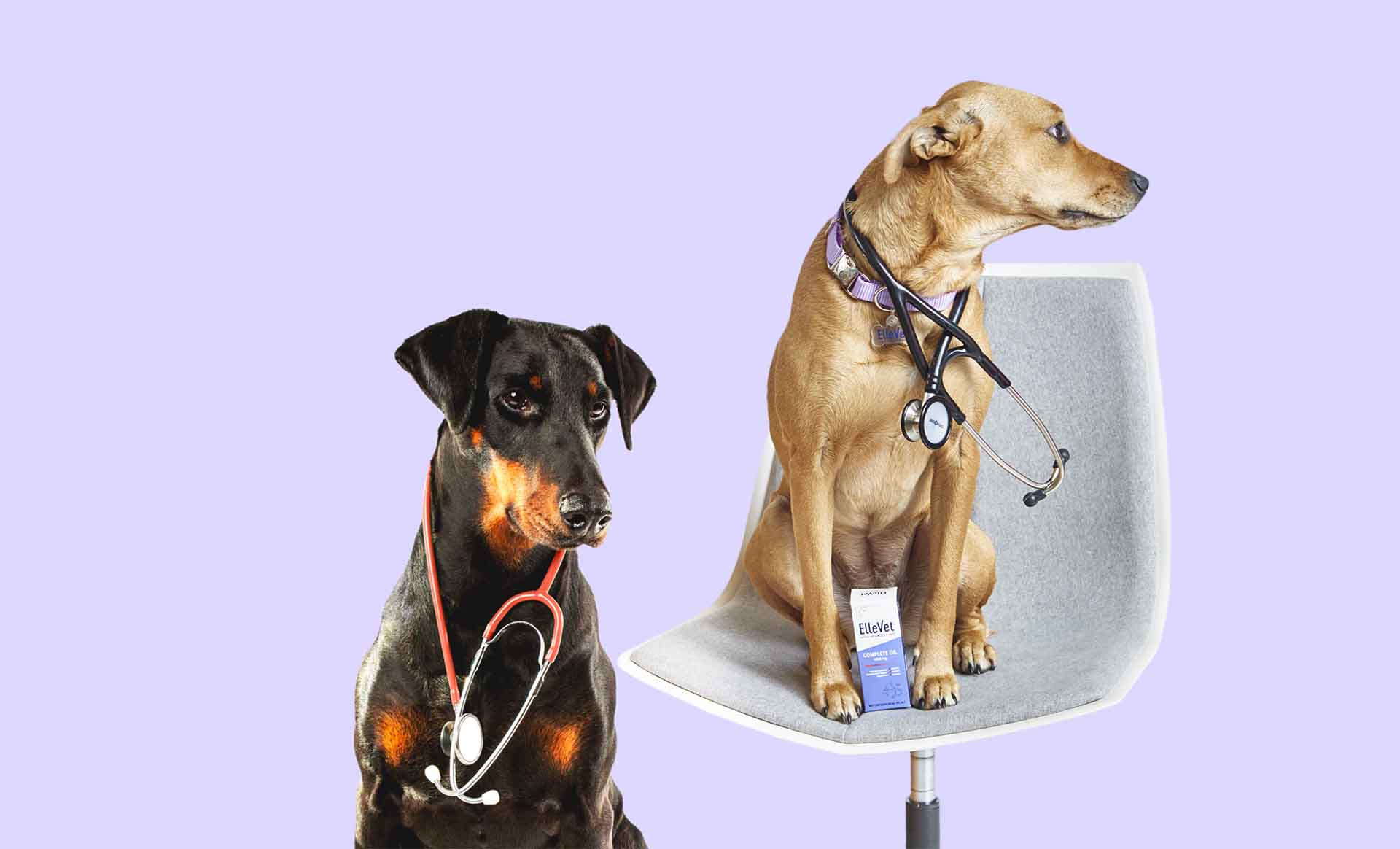 two dogs with stethoscopes on and cbd oil between paws