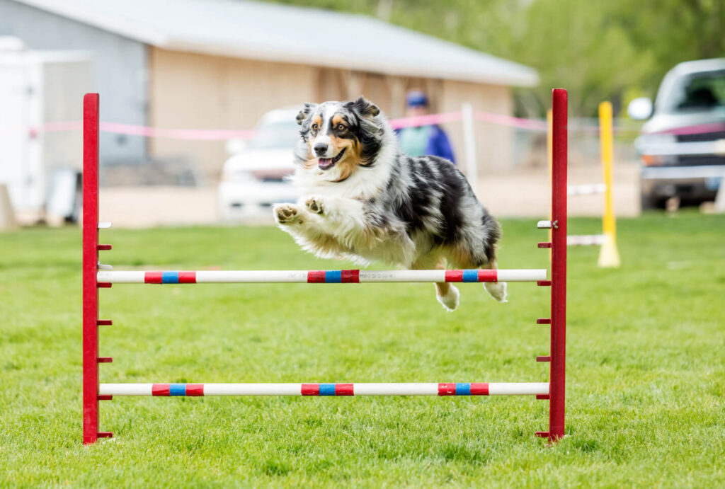 australian shepherd jumping over obstacle