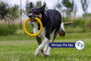 How Much Exercise Does a Dog Need?