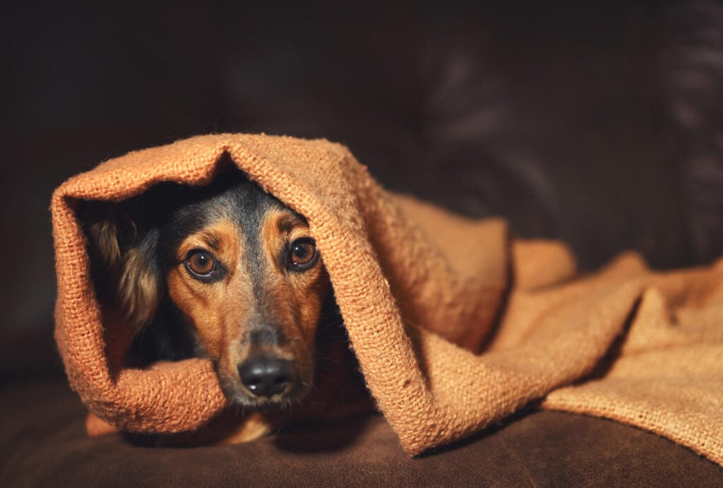 dachshund under a woven hemp blanket