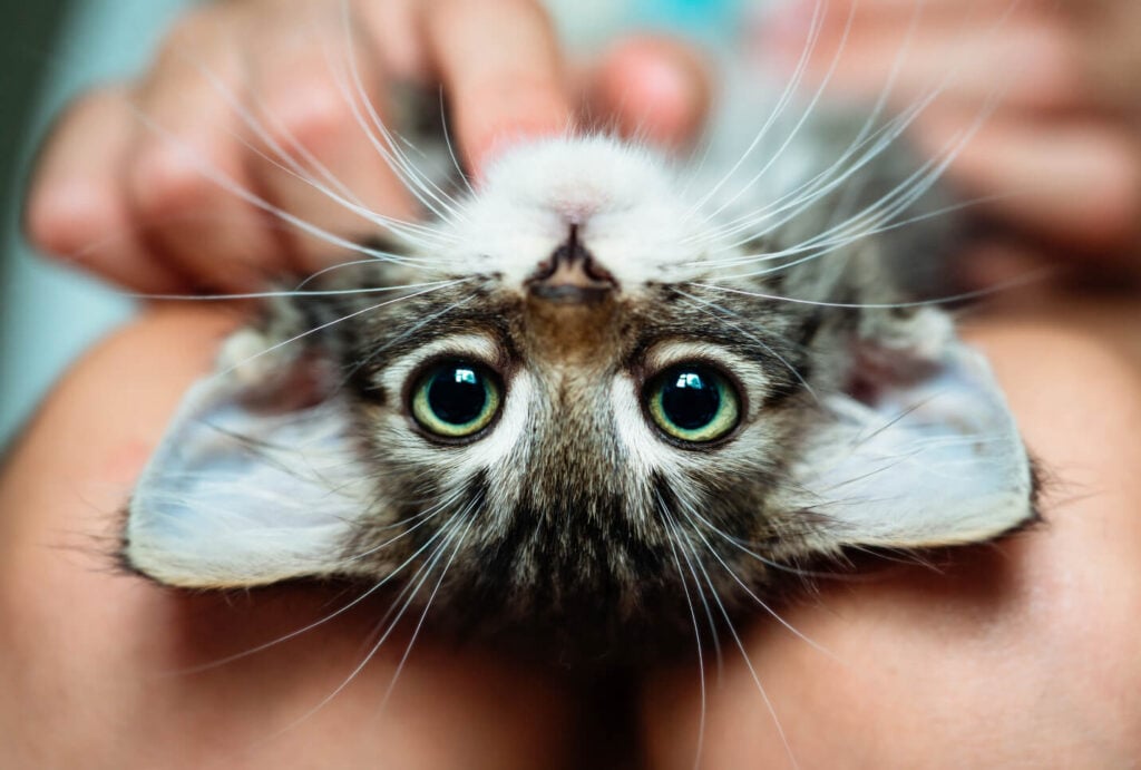 baby cat with green eyes laying upside-down