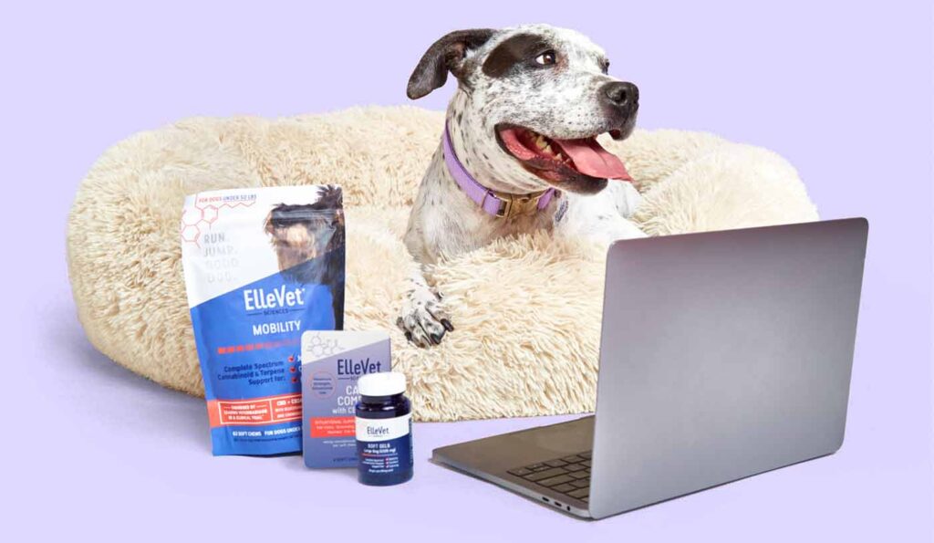 Dog on a computer with Ellevet products