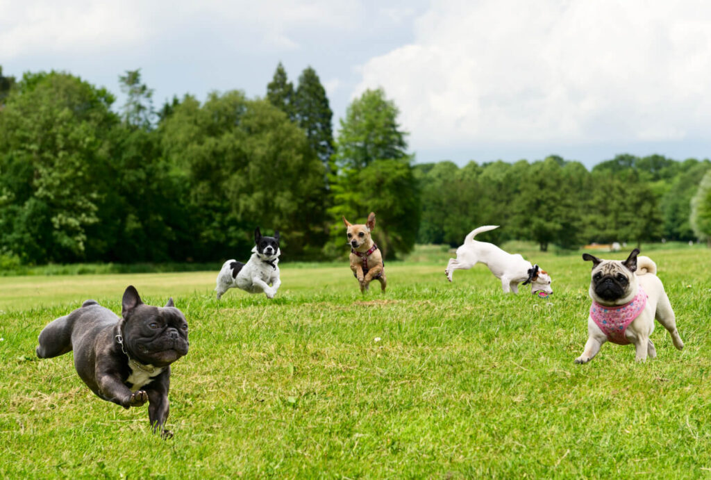 dogs jumping in a grass field