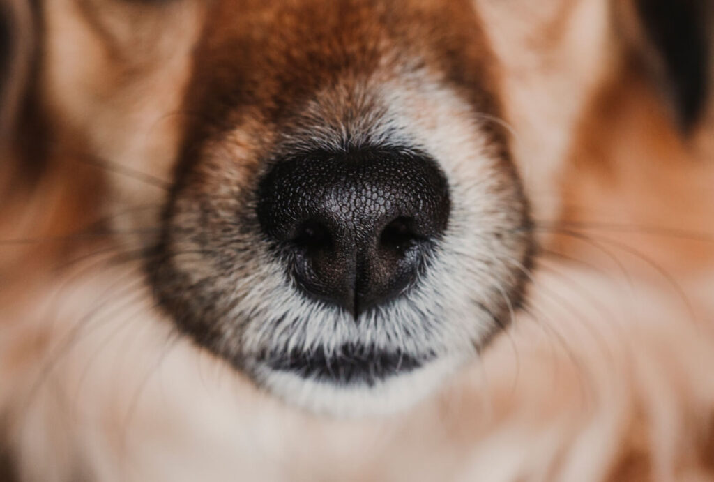 dog nose