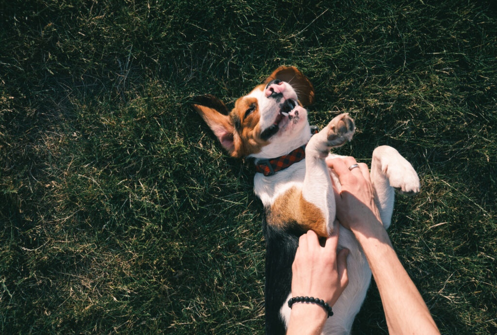 dog smiling while having his tummy rubbed