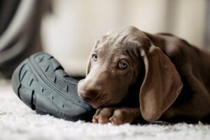 How to puppy-proof your house 