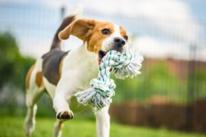 How Much Exercise Does a Dog Need?