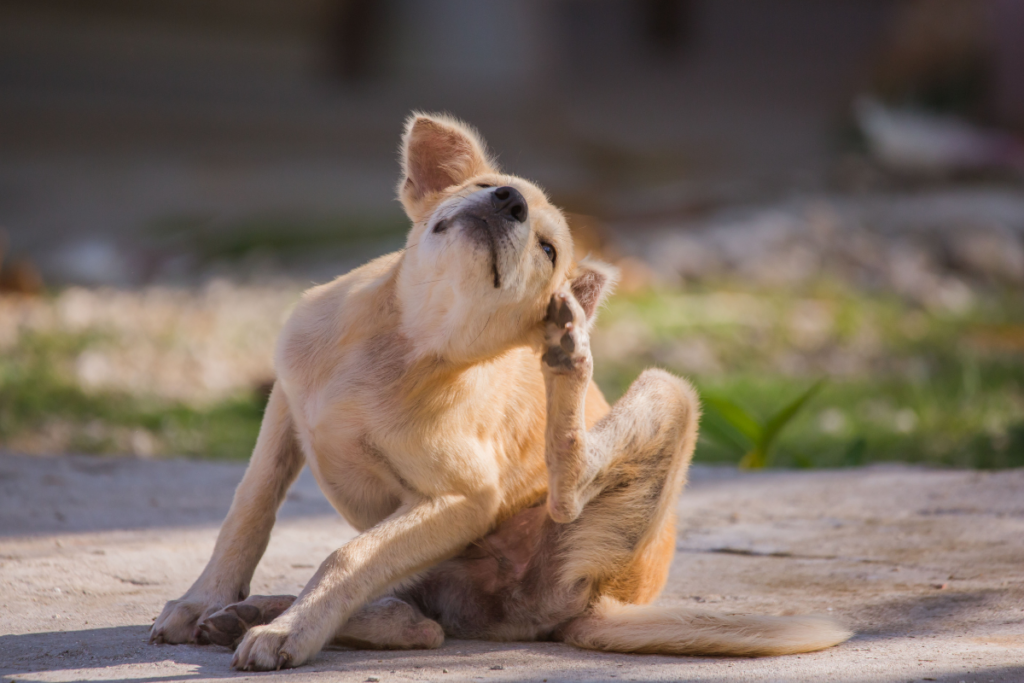 Small golden retriever lab dog itching ear with foot