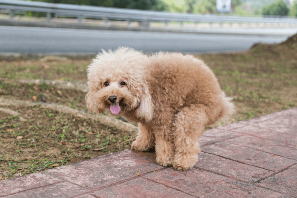 Golden poodle dog straining and struggling to poop