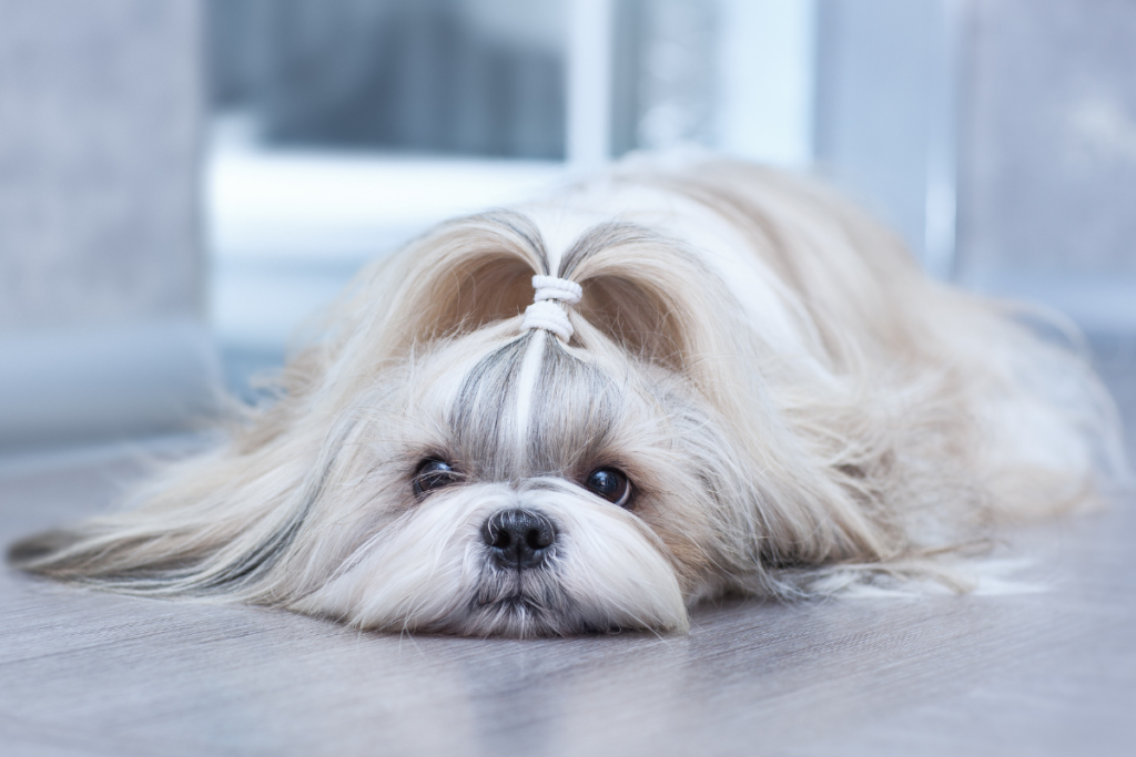 Shihtzu laying down with a ponytail