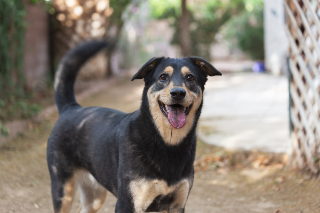 Mutt dog with pattern coloring wagging his tail and smiling with tongue out