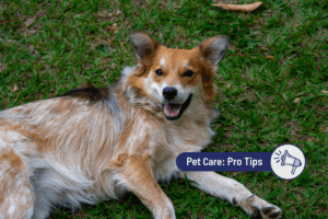 Is My Dog Happy? Top Signs & Tips for a Happier Pup