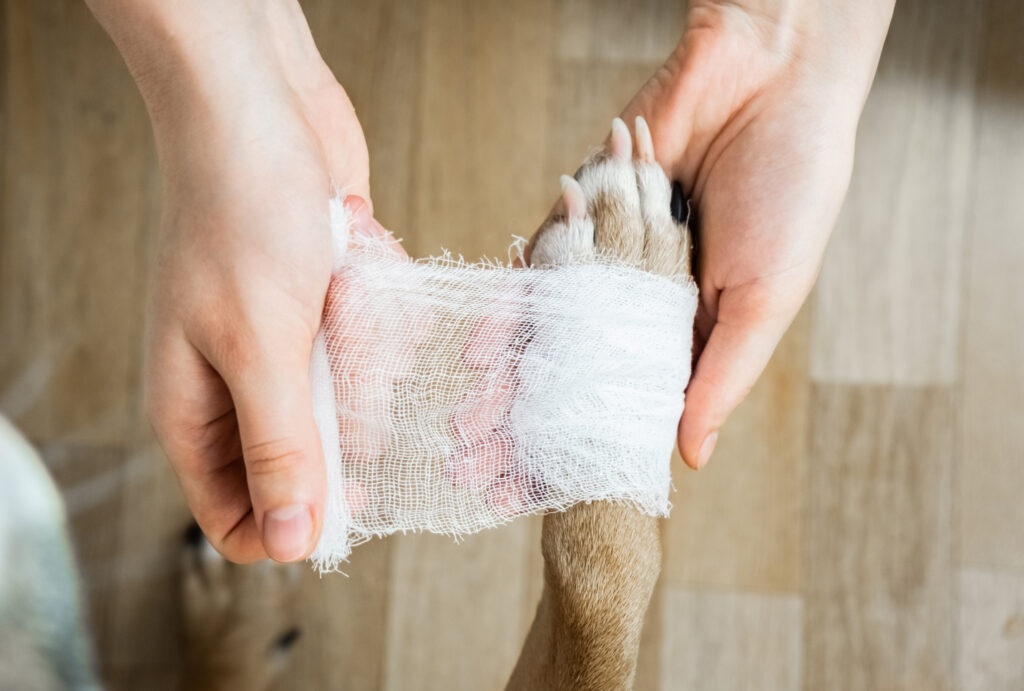 dog paw getting bandaged