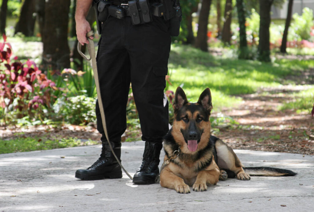 Police dog sitting on the ground next to an officer