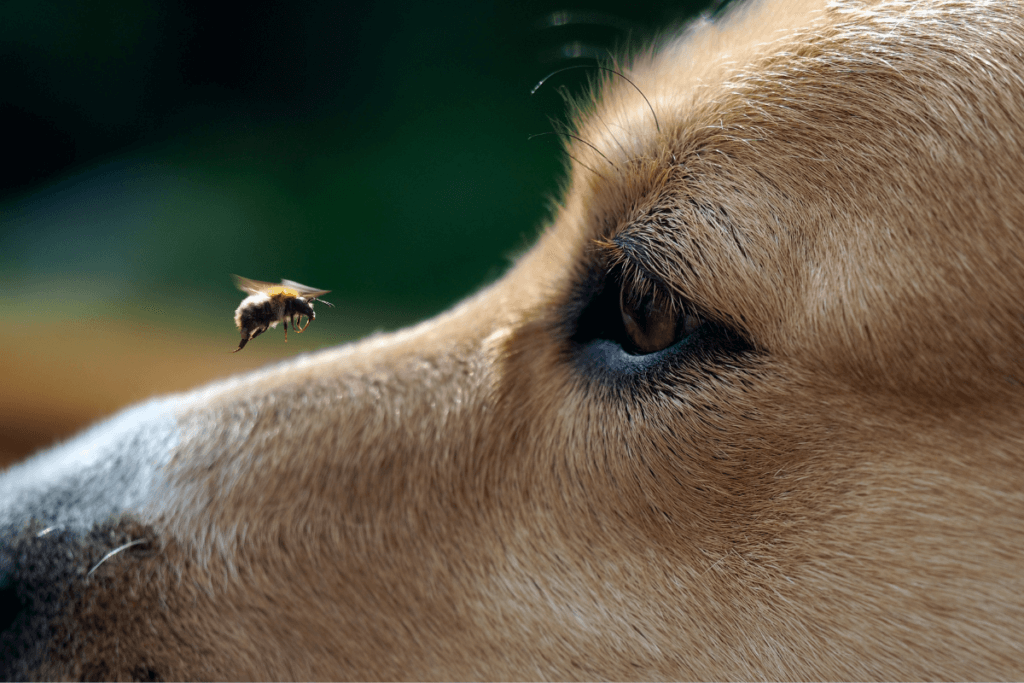 dog looking at bee that's about to sting him
