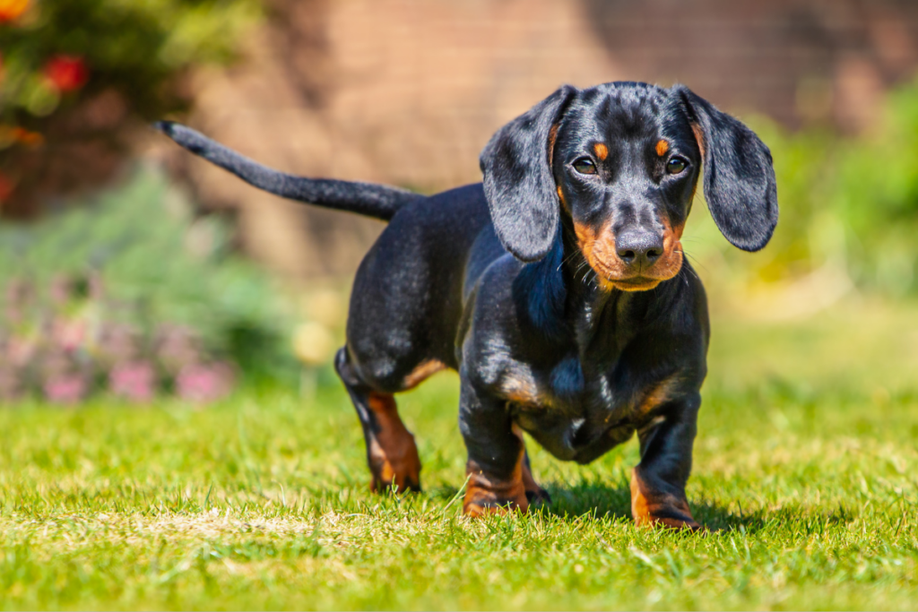 Dachshund running through green lawn