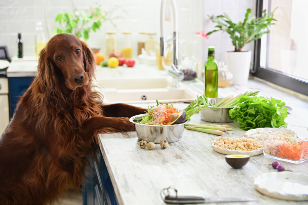 Dog with alternative diet food in dog bowl in the kitchen