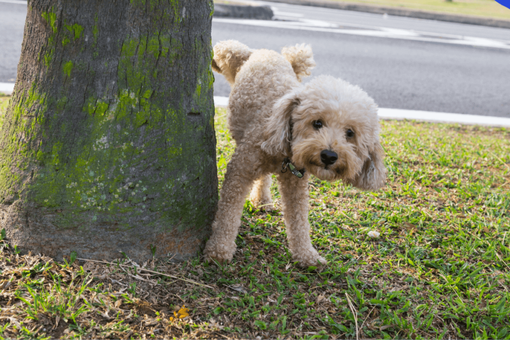 dog peeing on a tree