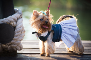 Do dogs like wearing clothes? 