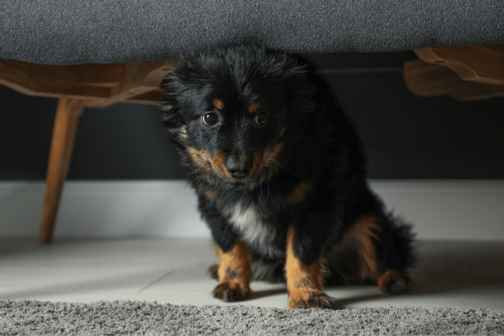 scared dog hiding under couch out of fear