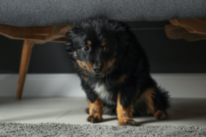 Why are dogs scared of thunder? 