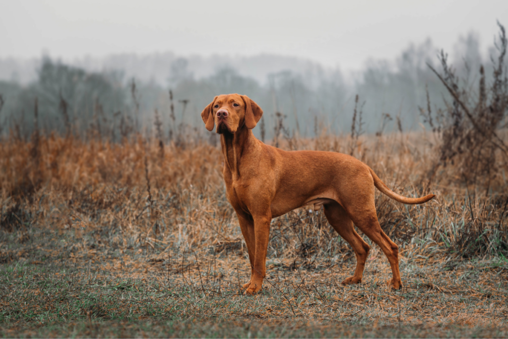 Hungarian vizsla in a dry rainy field