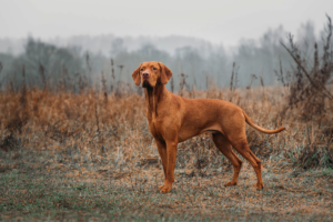 All about Hungarian vizslas