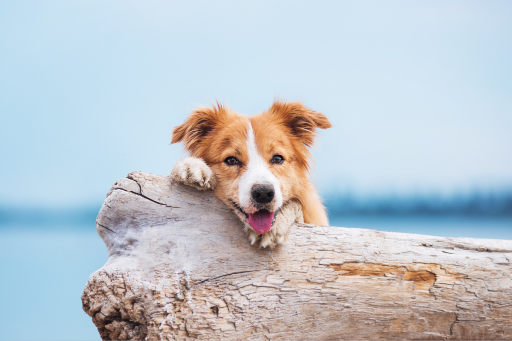 happy orange and white dog on a log