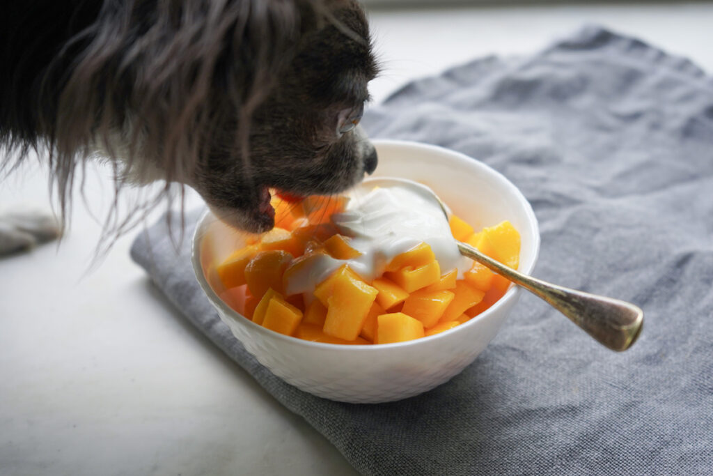 Dog eating mango and yogurt