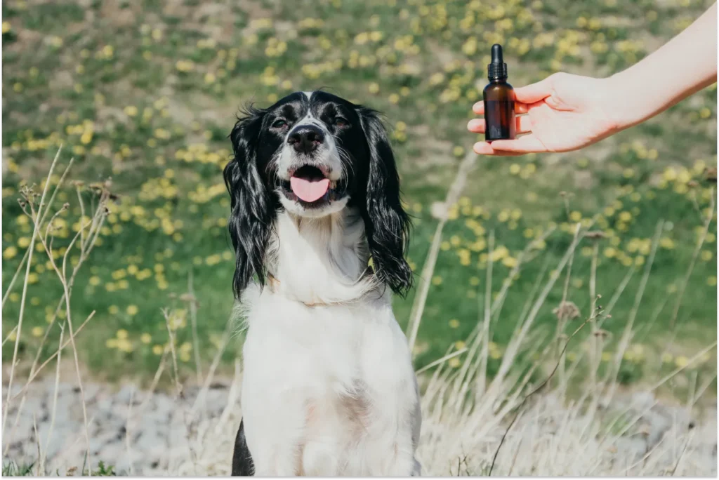 Dog sitting in a field with a hand holding essential oils next to it's head