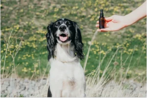 Are Essential Oils Safe for Dogs?