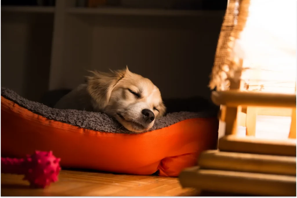 Dog sleeping in a red bed next to a nightstand